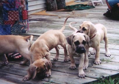 ladner black cur puppies for sale ladner yellow cur dogs for sale 2014 breeds picture ladner black cur puppies for sale ladner yellow cur dogs for sale 2014 breeds picture