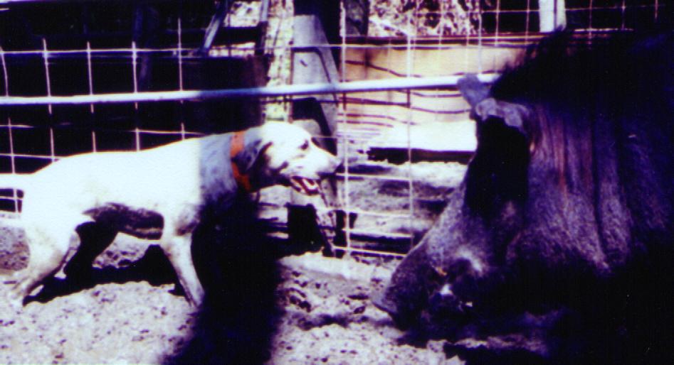  five different types of wild hogs; the original Piney Woods Rooter, 